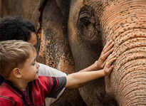 Elephant Experience