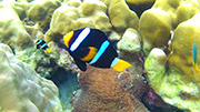 2Days 1Night Hatyai Snorkeling Tour
