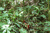 Little Amazon and Jungle Beach