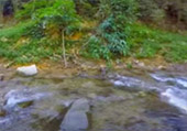 The Forest Breath: 2 Days 1 Nights, Jungle experience