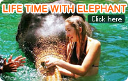 Life time with Elephant Life time with Elephant