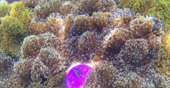 4 Days 3 Nights: Mergui Archipelago