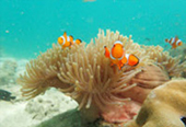 Mergui Archipelago Discovery