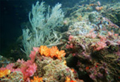 Mergui Archipelago Discovery