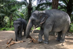 Patong Half Day Eco Adventure