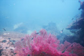 Koh Rok and Koh Haa Private Trip