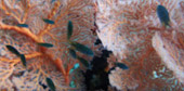 Coral Reef Lovers