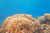 Adventure Cruise. 10 Days 9 Nights