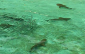 Adventure Cruise. 10 Days 9 Nights