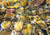 2 Days 1 Night: Koh Tao Koh Nangyuan