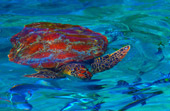 Similan Island by Speed Boat