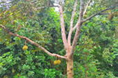 Sincere Area: Suratthani One day Full