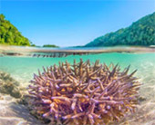 2 Days 1 Night - Nature and Snorkeling
