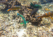 Koh Tao and Koh Phangan