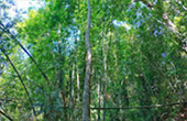Khao Sok Safari-Unique